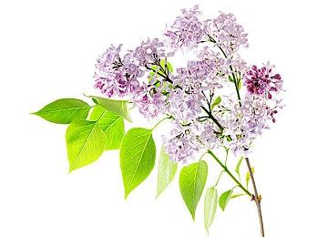 《春逝百年抄》手游将于4月25日登陆安卓＆IOS平台